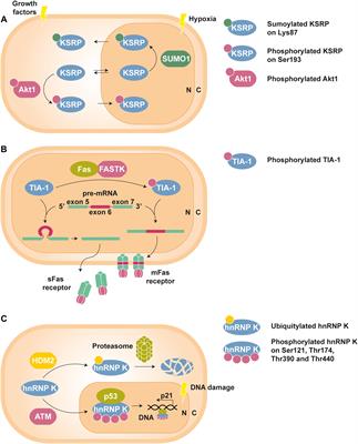 Post-translational Control of RNA-Binding Proteins and Disease-Related Dysregulation